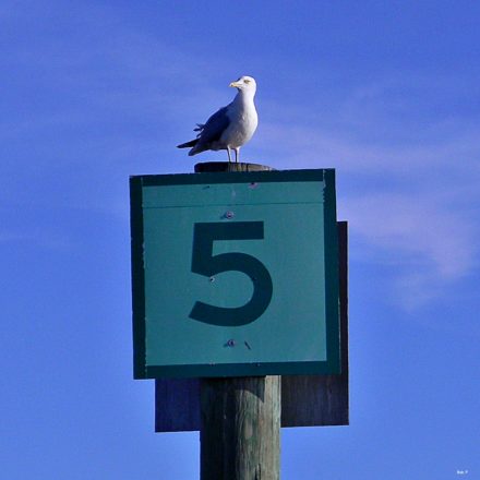 A seagull is perched on top of a pole, and underneath the bird is a sign with the number five.