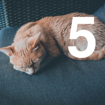 An orange cat is sleeping in a blue chair. A large number 5 is superimposed over the image for 5 for Friday.