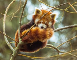 A color photo of a red panda sleeping on a tree branch